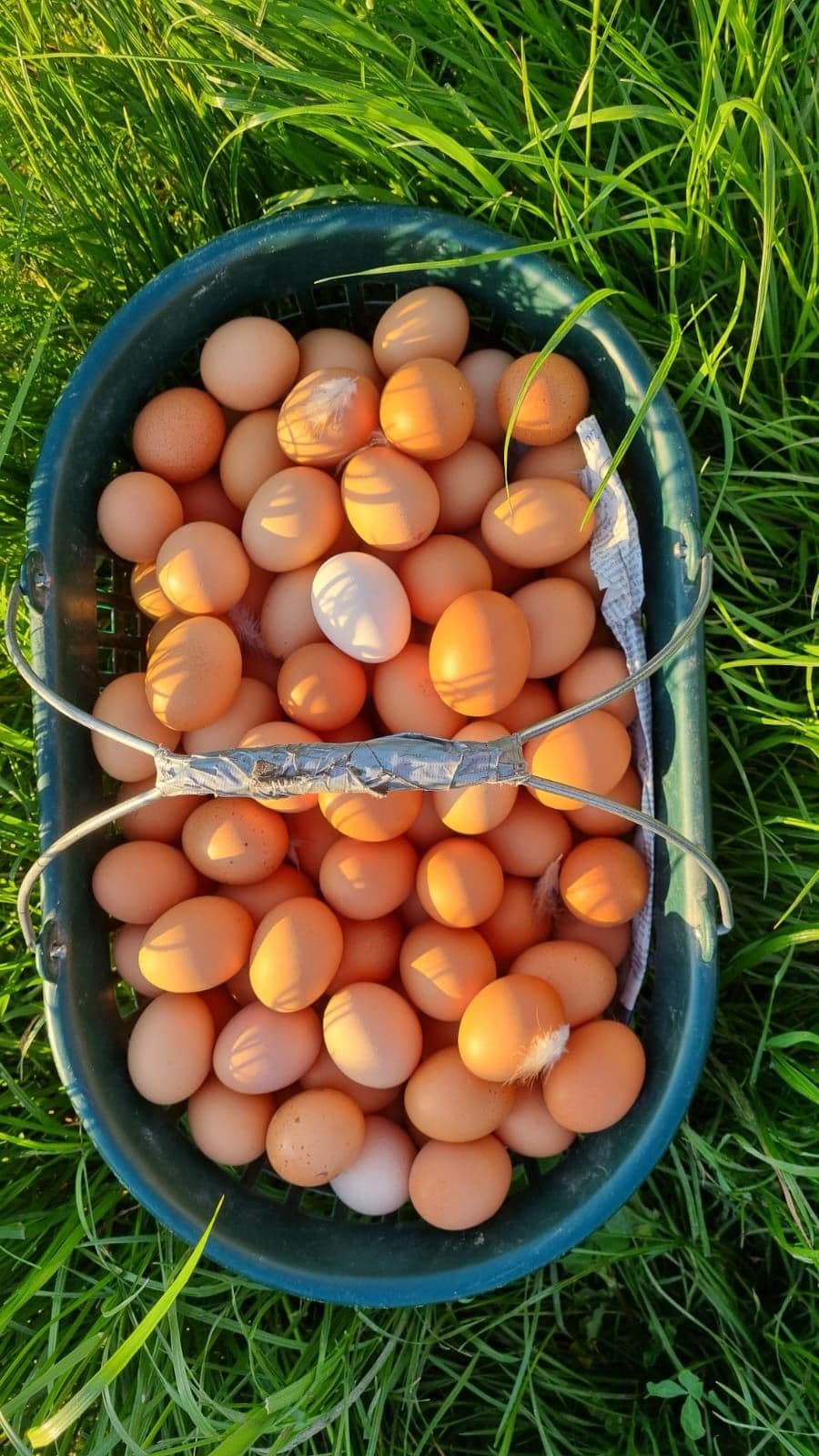 Korb voller frisch gesammelter brauner Eier im Gras