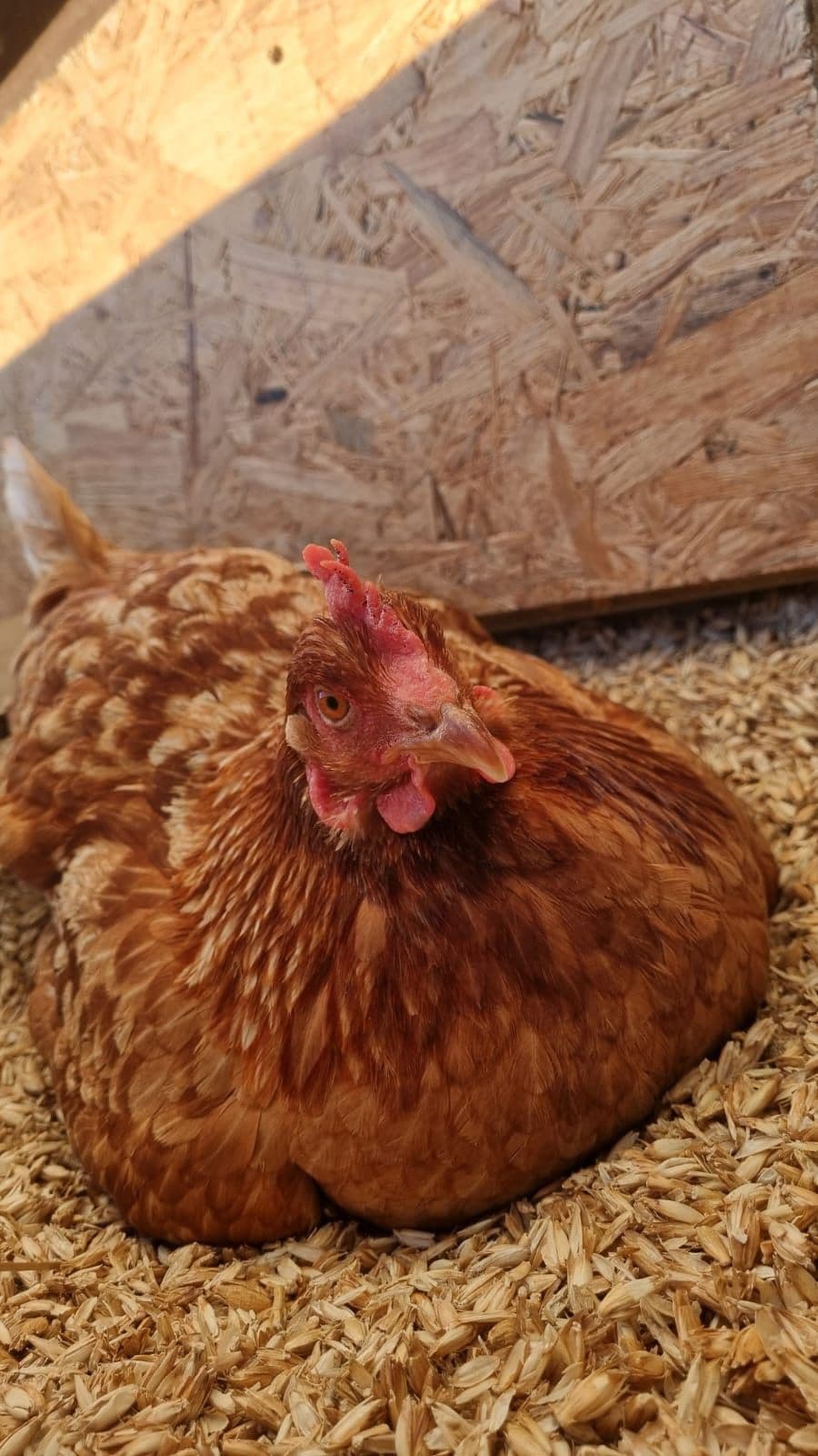 Braunes Huhn sitzt entspannt in der Einstreu