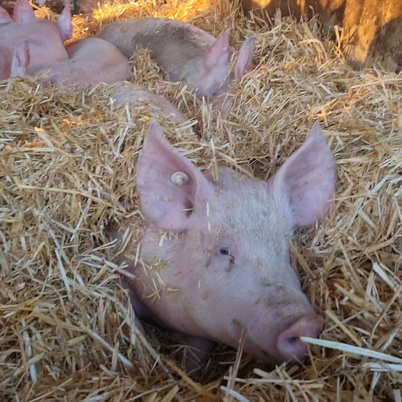 Schwein liegt zufrieden im Stroh