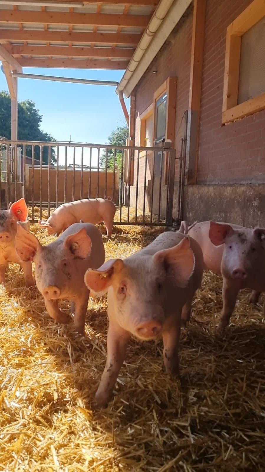 Junge Schweine stehen neugierig in einer dicken Strohschicht